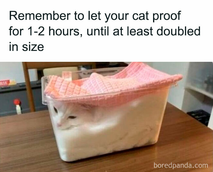 White cat snugly fitting inside a clear plastic container on a wooden table, showcasing cute cat memes humor.