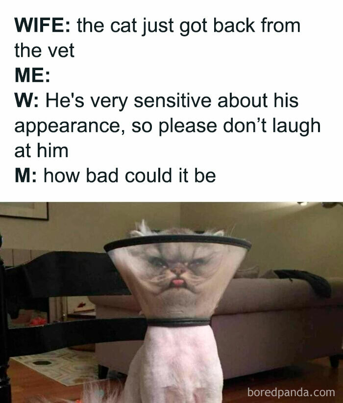 Cat wearing a cone with a grumpy face, featured in a cute cat memes collection about cats and their sensitive appearance.
