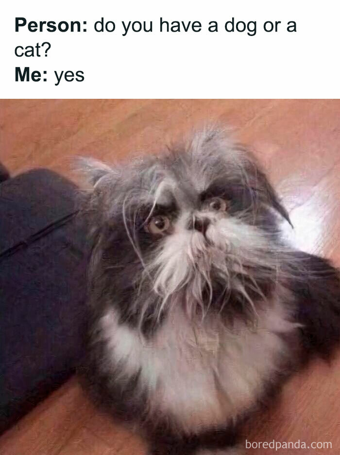 Funny cat meme showing a fluffy cat with messy fur, captioned about having both a dog and a cat.