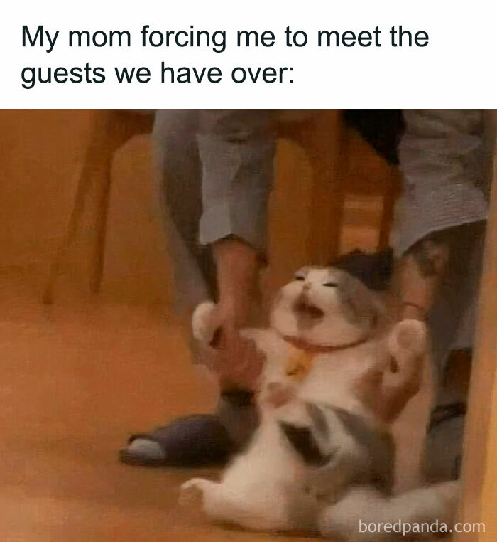 A cat being playfully held by a person, showcasing a cute cat meme capturing relatable pet humor.