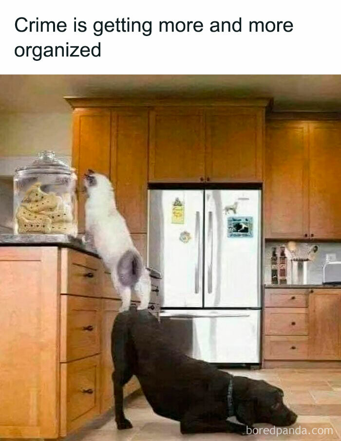 Cat standing on a dog’s back in a kitchen trying to reach a jar of treats in a cute cat memes scene.