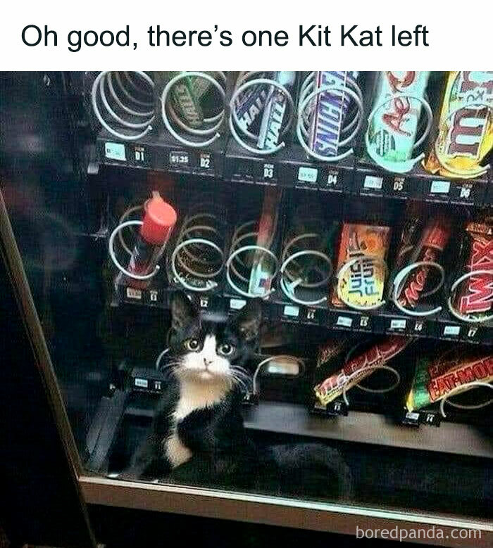 Tuxedo cat inside vending machine next to snacks and candy, showcasing cute cat memes humor.
