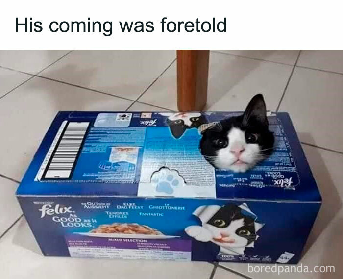 Black and white cat poking head through hole in a Felix cat food box showing cute cat memes humor.