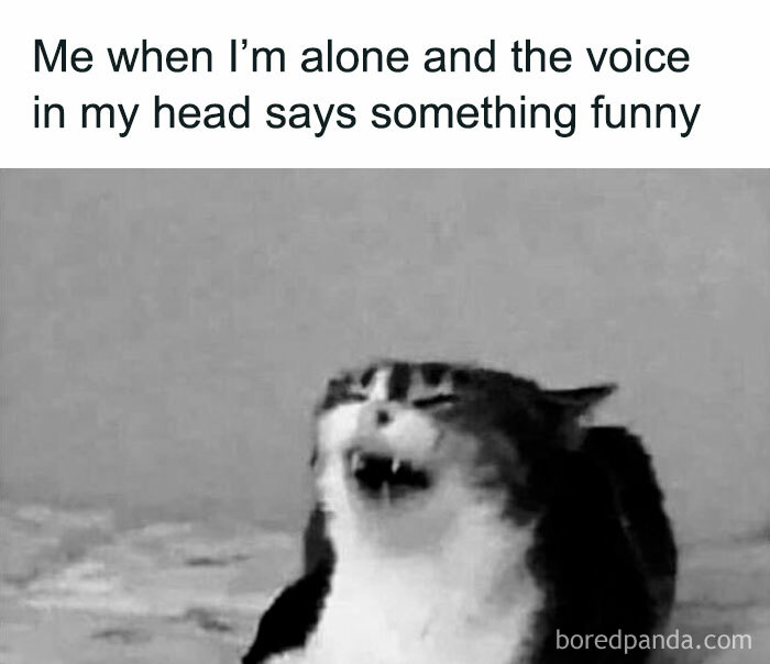Laughing cat meme showing a cute cat reacting to a funny thought, highlighting popular cute cat memes online.