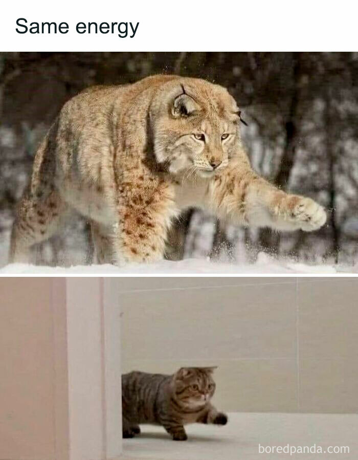 Lynx and house cat both extending paws, showing cute cat memes with similar feline behavior and playful energy.