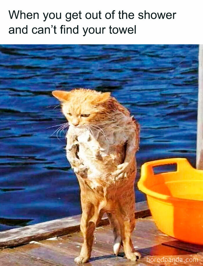 Wet cat standing upright on a dock looking confused, illustrating one of the cutest cat memes about funny cat moments.