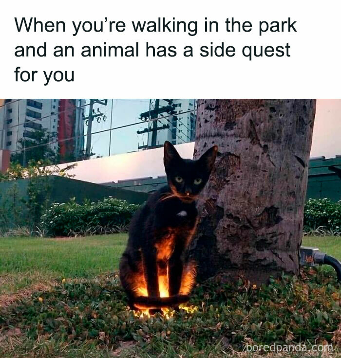 Black cat sitting near a tree with glowing light underneath, humorously illustrating cute cat memes about animals and side quests.