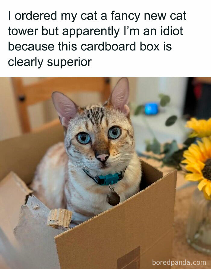Cute cat meme showing a cat sitting in a torn cardboard box instead of a fancy cat tower indoors.