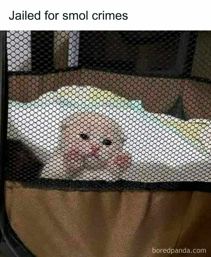 Cute cat meme showing a small white cat behind a mesh screen, captioned jailed for smol crimes.