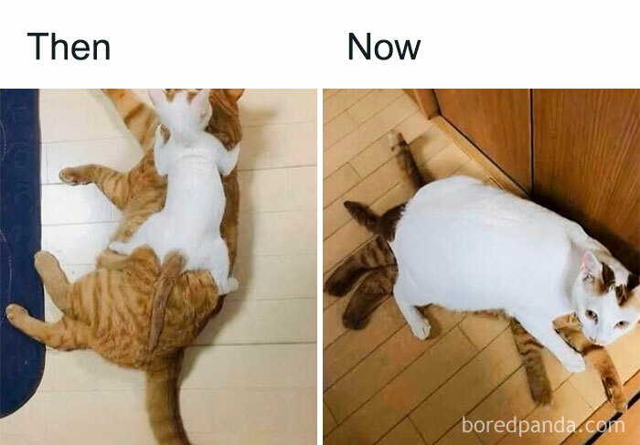 Two cats in a cute cat meme, one white and one orange, showing a humorous Then and Now transformation.