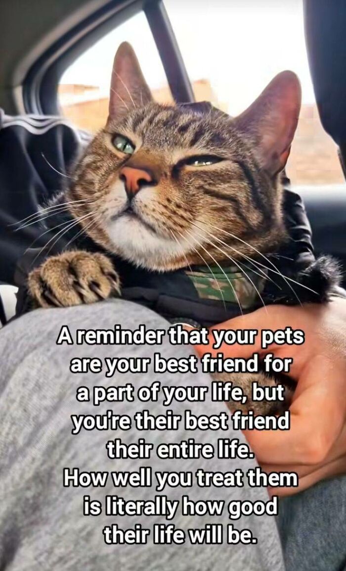 Tabby cat resting on a person's lap with a heartfelt message about pets in a cozy indoor setting, cute cat memes theme.