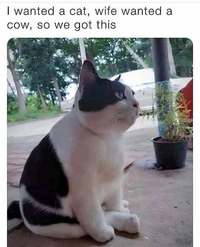 Black and white cat sitting on the floor with a humorous caption about wanting a cat and a cow, cute cat memes.