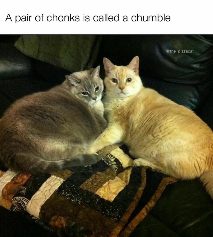 Two large cats lying together on a blanket, illustrating a cute cat meme about a pair of chonks called a chumble.