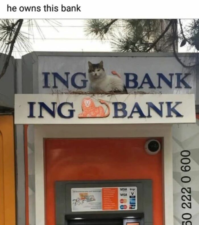Cat sitting on top of a bank ATM sign, showcasing one of the cutest cat memes with a humorous caption.