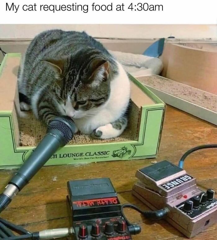 Tabby cat lying in a scratch lounge with a microphone nearby, humorously requesting food at early morning.