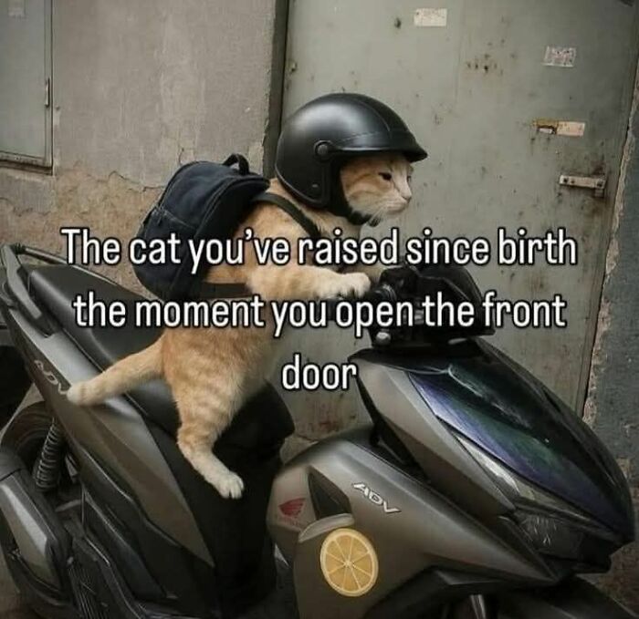 Cat wearing a helmet on a motorbike with backpack, illustrating cute cat memes about cats waiting at the door.