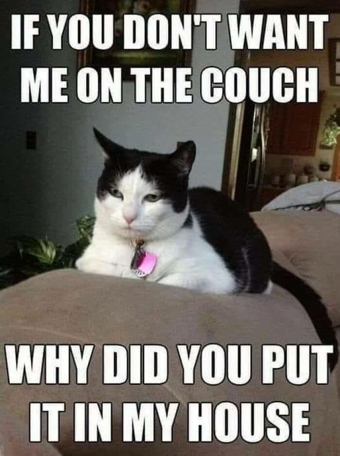 Black and white cat lying on a couch with a humorous meme about cats and their favorite spots in the house.