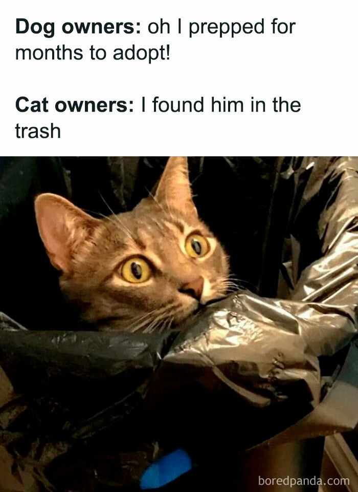 Cat meme showing a surprised cat peeking out of a trash bag, highlighting cute cat memes and pet owner humor.