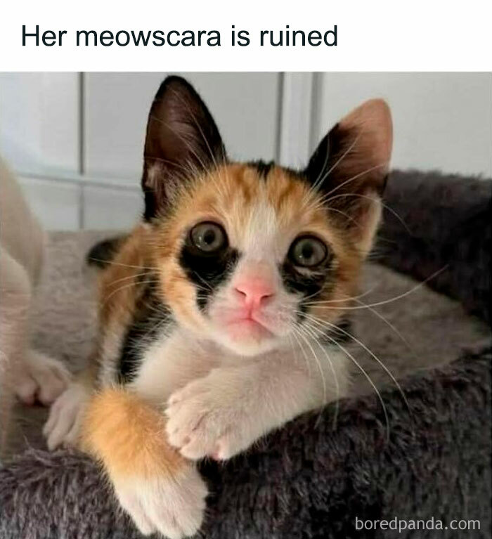 Calico kitten with a unique facial pattern laying on a soft bed, featured in cute cat memes collection.