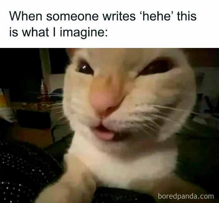 Close-up of a cute cat making a funny face, featured in a collection of cute cat memes.