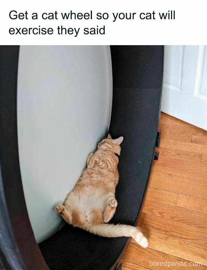Orange tabby cat lying on its back inside a cat wheel, illustrating cute cat memes about cats not exercising.