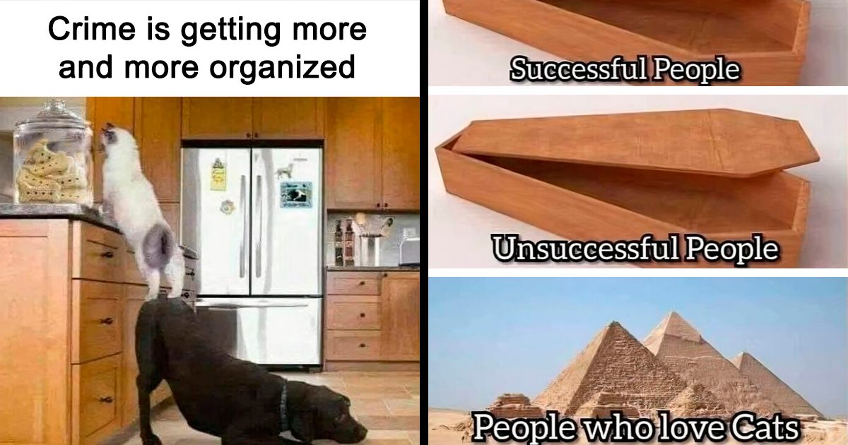 80 Hilarious Cat Memes That Hit Harder Than Zoomies At 4AM | Bored Panda