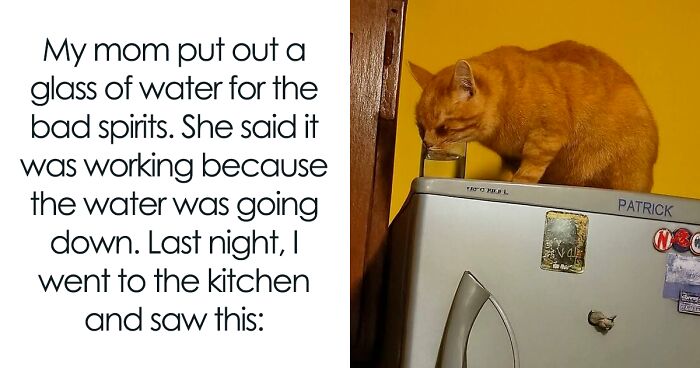 50 Memes That Blend Internet’s Most Favorite Things — Humor And Cats (New Pics)