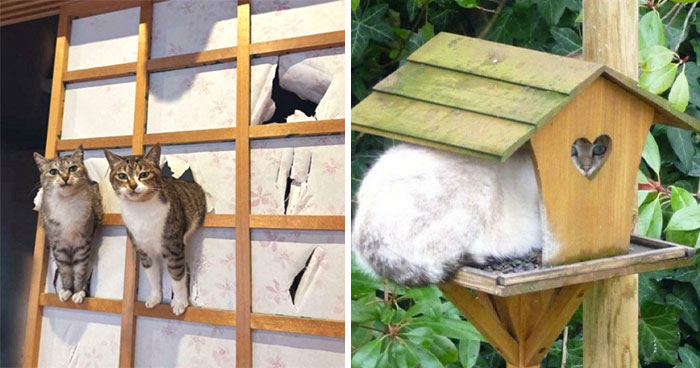 46 Cats Plotting, During Or In The Aftermath Of Their Crimes