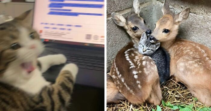 “Cats With Pawerful Aura”: 50 Hilarious Cats To Boost Your Aura Points