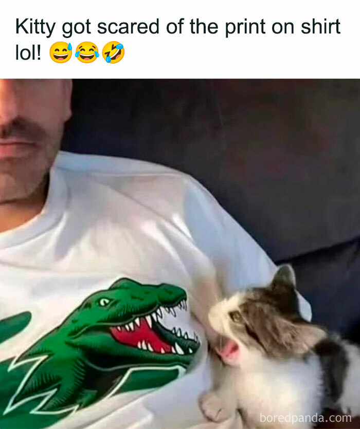 Cat reacting to a man’s dinosaur print shirt, showcasing adorable and wholesome cat moments and stories.