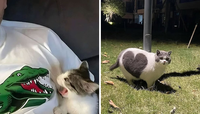 50 Cute Cats Who Totally Deserve Their Own Dedicated Comedy Show