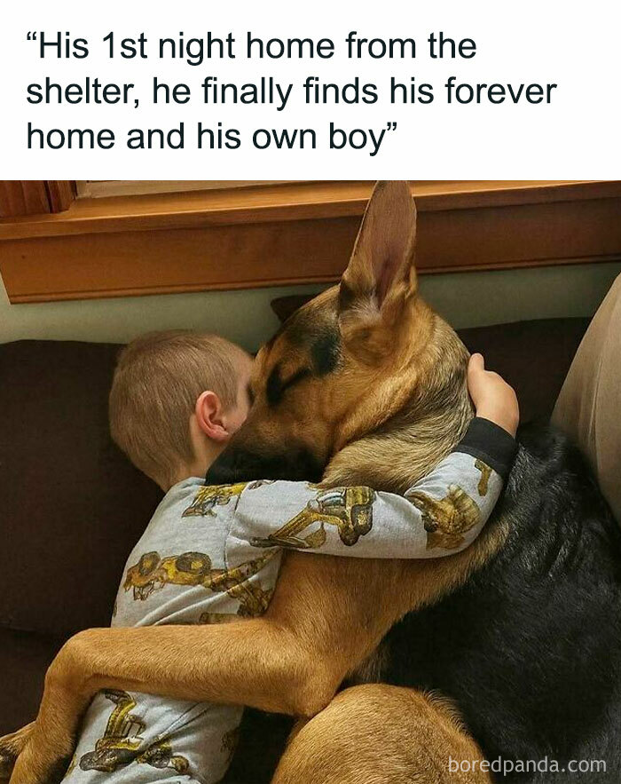 Boy hugging German shepherd dog on couch, a relatable funny meme about finding a forever home and companionship.