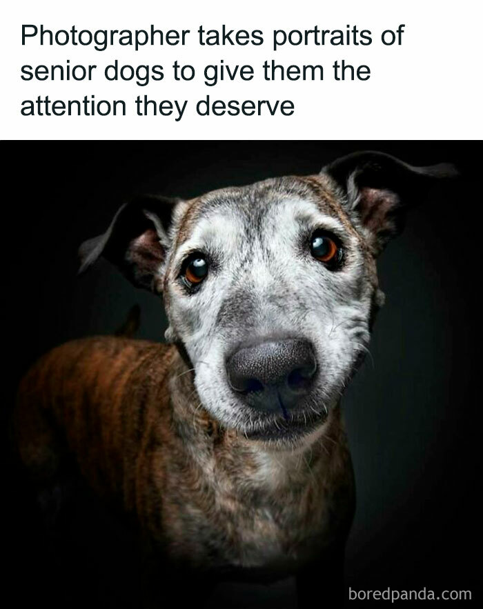 Portrait of a senior dog with graying fur and soulful eyes, capturing relatable funny memes for a lighthearted moment.