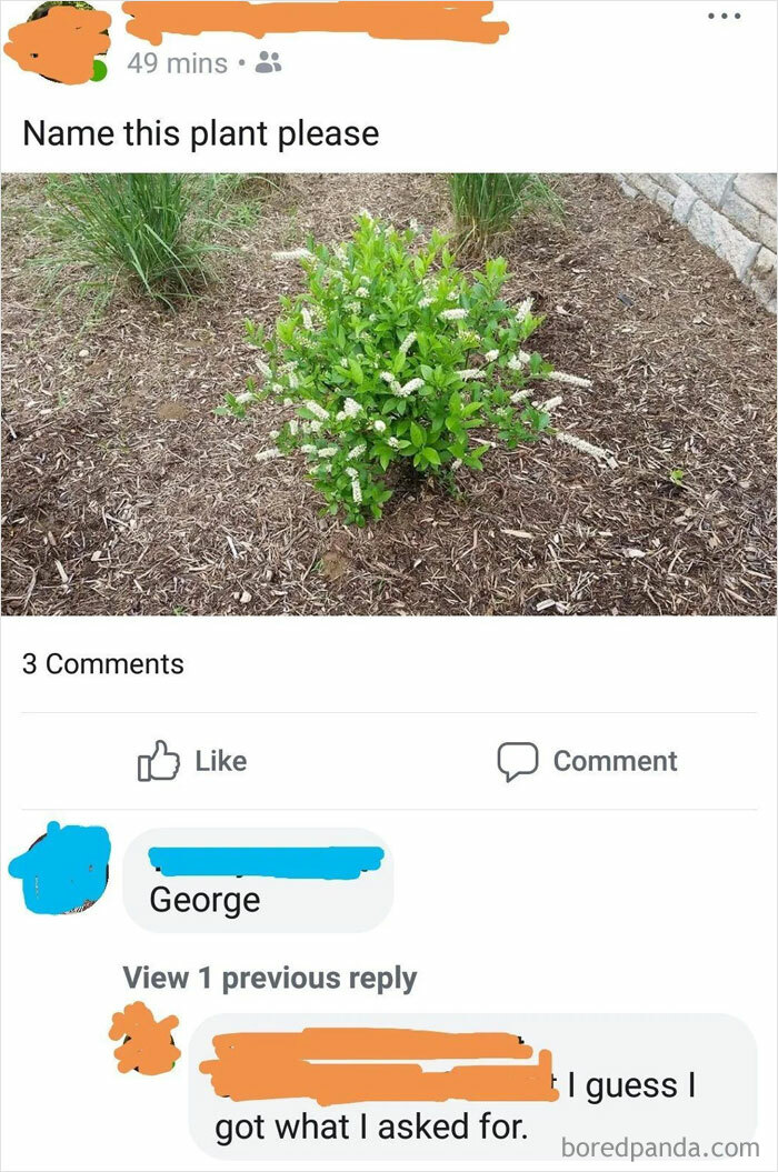 Screenshot of a social media post where an older person humorously fails at technology by confusing a plant name request.