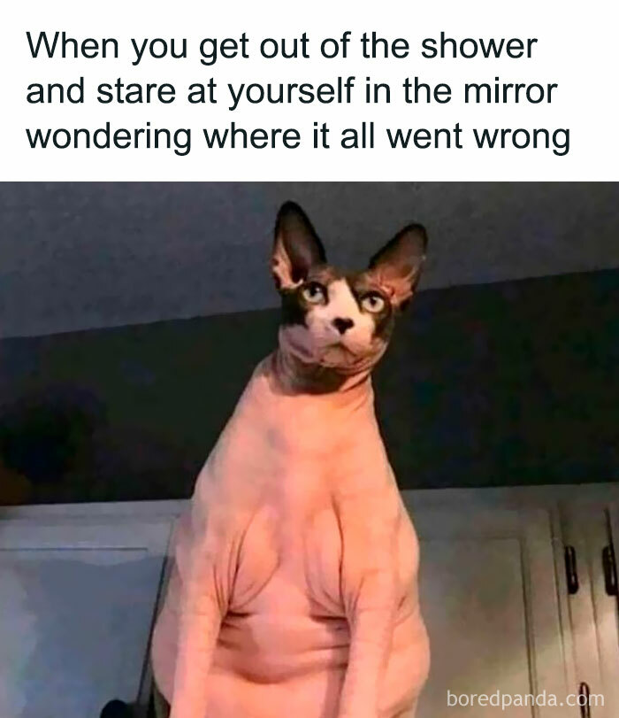 Hairless cat with a serious expression illustrating funny parenting memes about back-to-school stress and self-reflection.