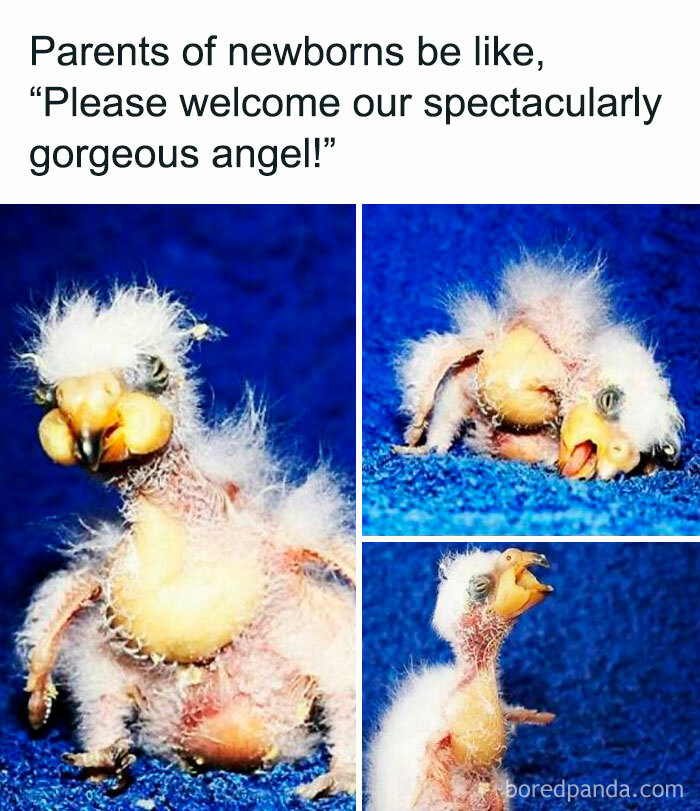 Three funny images of a newborn bird with sparse feathers, illustrating hilarious parenting memes about new babies.