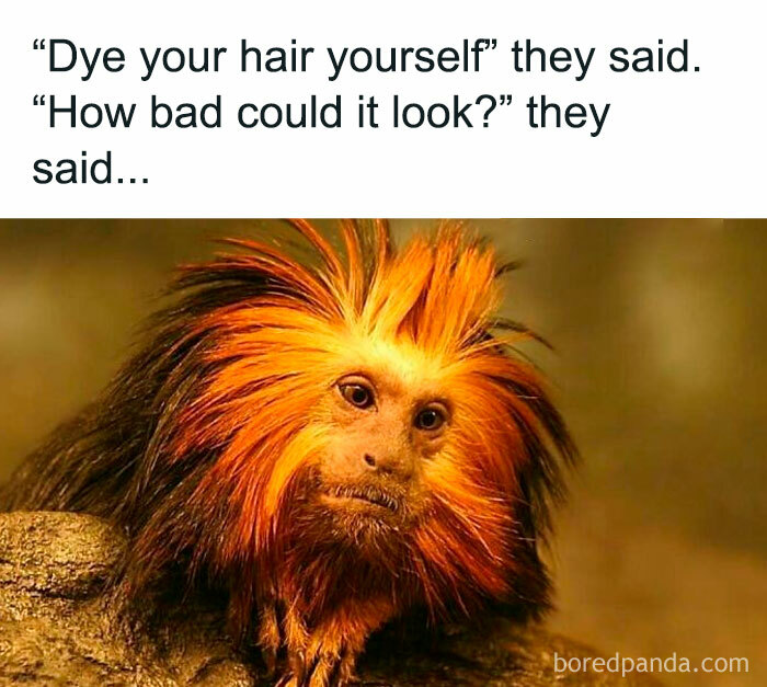 Monkey with bright orange, messy hair illustrating hilarious parenting meme about DIY hair dye gone wrong back-to-school season.
