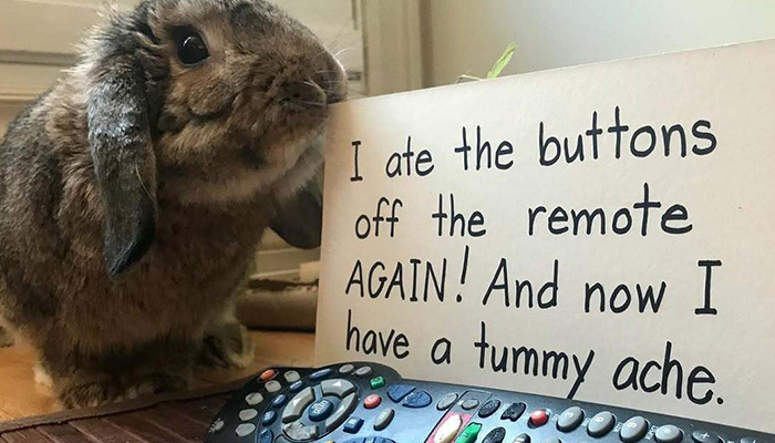 50 Times People Shared The Funny Things Their Pets Got ‘Shamed’ For