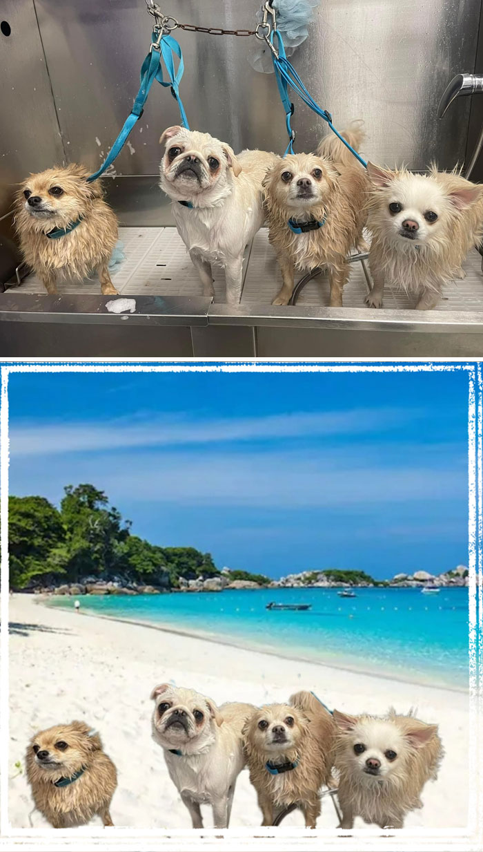Four small dogs on leash in bath, then edited onto a bright tropical beach, showing hilarious unexpected photo edit results.