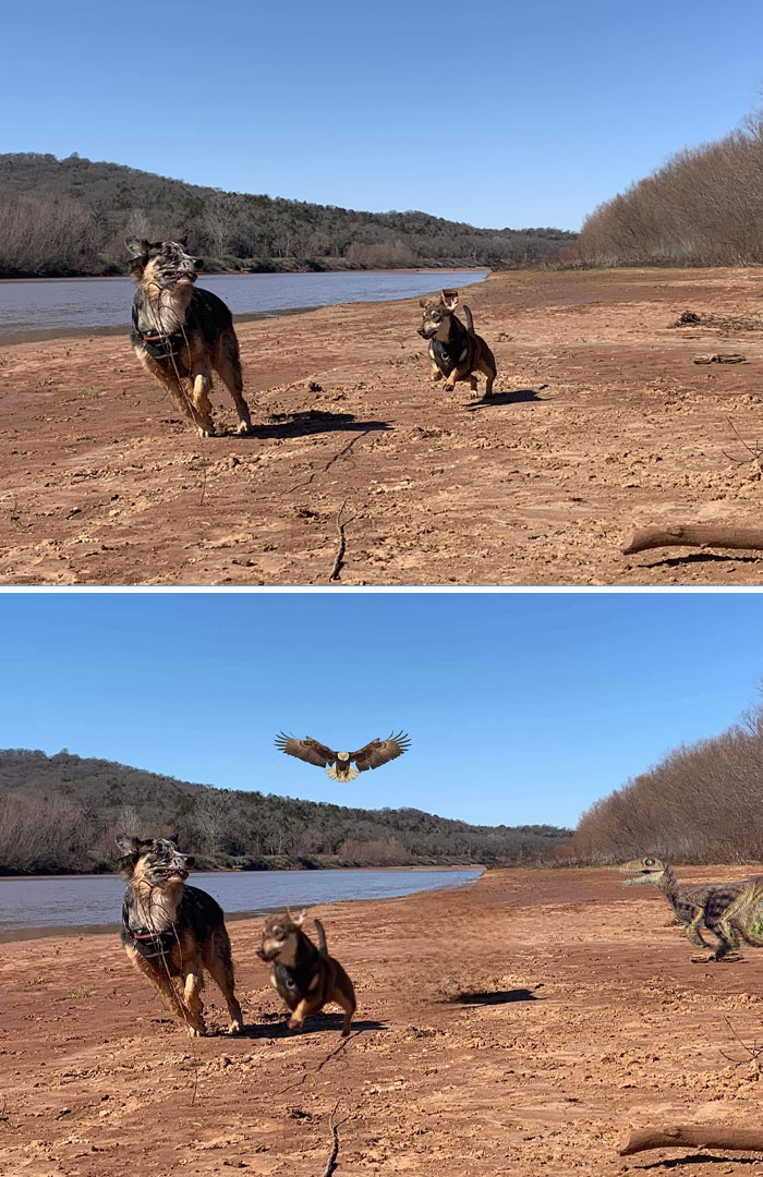 Two dogs running by a river with unexpected photo edits adding an eagle and a dinosaur in the background.