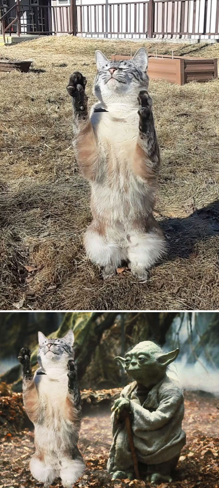 Cat standing on hind legs with paws raised in the air alongside a photo edit featuring Yoda, showcasing unexpected photo edits.
