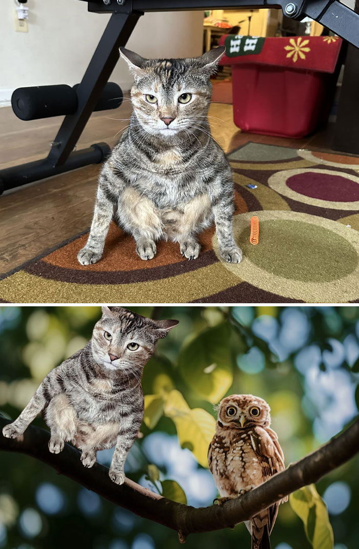 Tabby cat sitting indoors and humorously edited onto a tree branch next to an owl as unexpected photo edit results