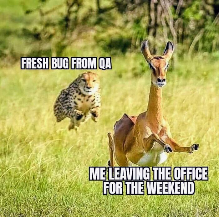 Antelope labeled me leaving the office for the weekend fleeing from a cheetah labeled fresh bug from QA in grass field, programmer meme.
