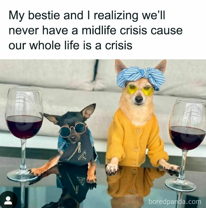 Two dogs wearing sunglasses and clothes sitting at a table with wine glasses in a hilarious meme to save your day.