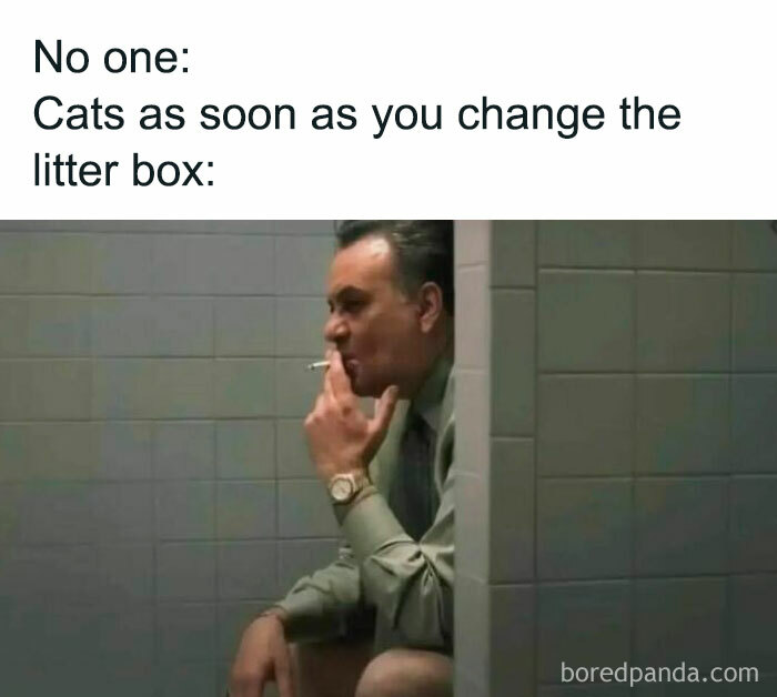 Man in a bathroom smoking a cigarette with a caption about cats reacting to a changed litter box, a hilarious meme.