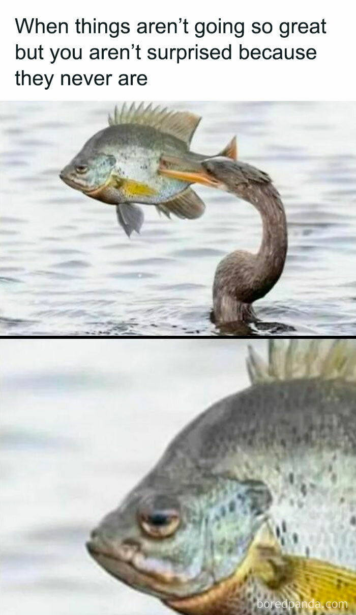 Bird catching fish with a calm expression, illustrating a hilarious meme about life's ongoing struggles and funny moments.