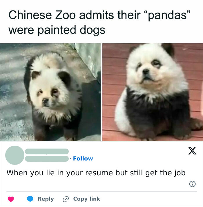 Funny meme showing painted dogs mistaken for pandas, highlighting hilarious moments to brighten your day with memes.
