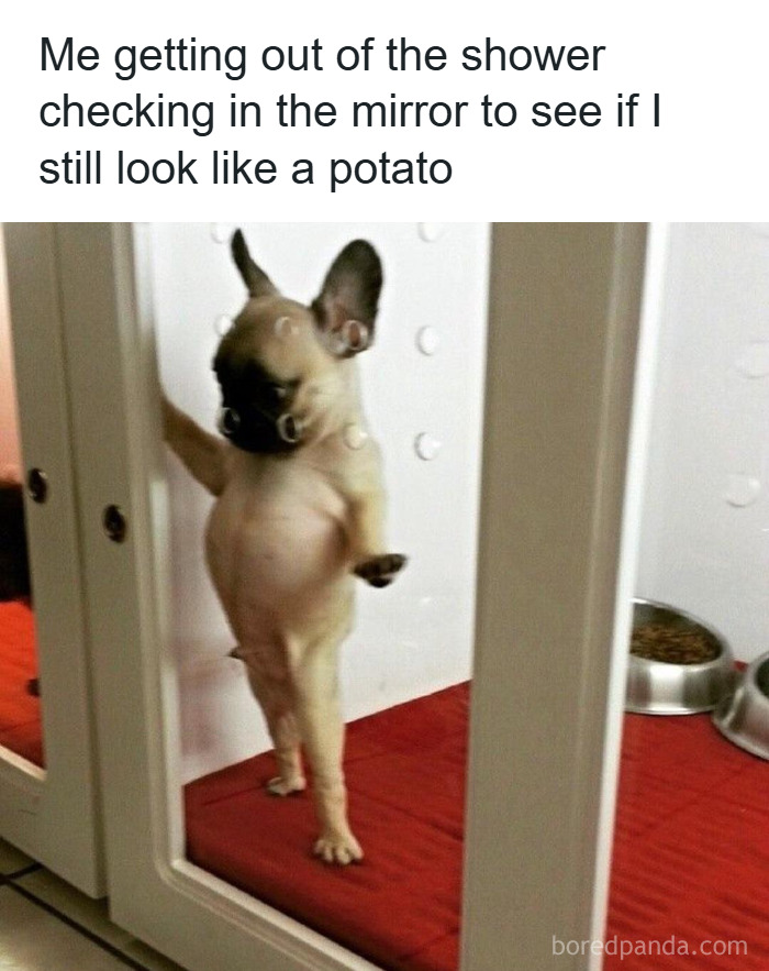 Small dog standing on hind legs inside glass enclosure, humorously checking its reflection after shower, hilarious memes concept.
