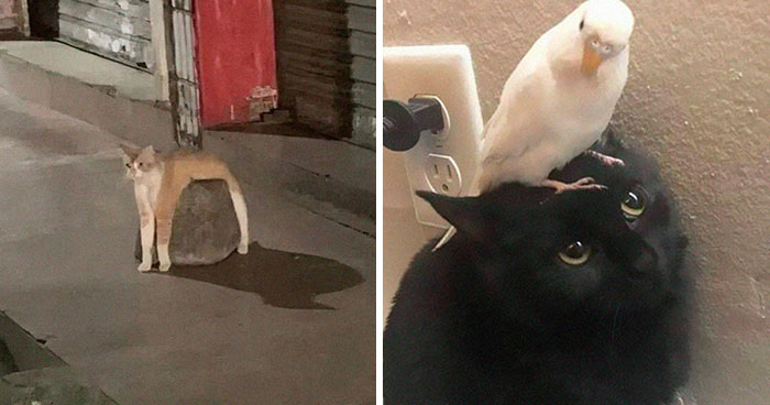 50 Hilarious Cat Memes And Pics That Prove They’re The Best Antidote To Stress