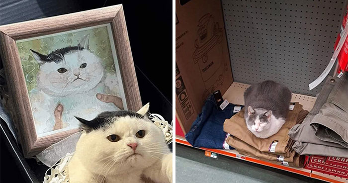 This Facebook Group Is The Place For Wholesome Animal Comedy, And These 38 New Photos Prove It